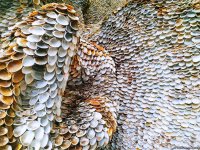 Первый в мире дом из ракушек создан в Талышских горах Азербайджана (ВИДЕО,ФОТО)