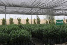 В истории Азербайджана впервые будет высажено 650 тыс. деревьев в один день — минэкологии (ФОТО/ВИДЕО)