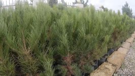 В истории Азербайджана впервые будет высажено 650 тыс. деревьев в один день — минэкологии (ФОТО/ВИДЕО)