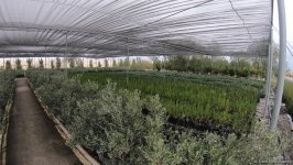 В истории Азербайджана впервые будет высажено 650 тыс. деревьев в один день — минэкологии (ФОТО/ВИДЕО)