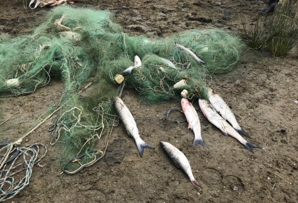 В водоемах Азербайджана сократились рыбные ресурсы