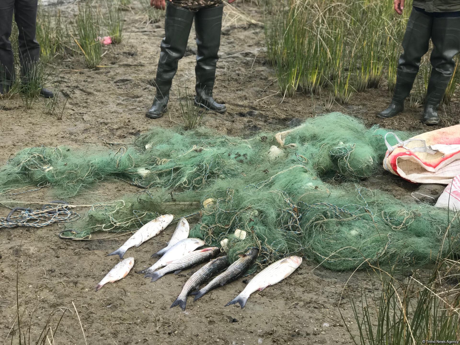 В Азербайджане начались акции под девизом "Говорим нет рыболовству синтетическими сетями и запрещенными орудиями“ (ФОТО)