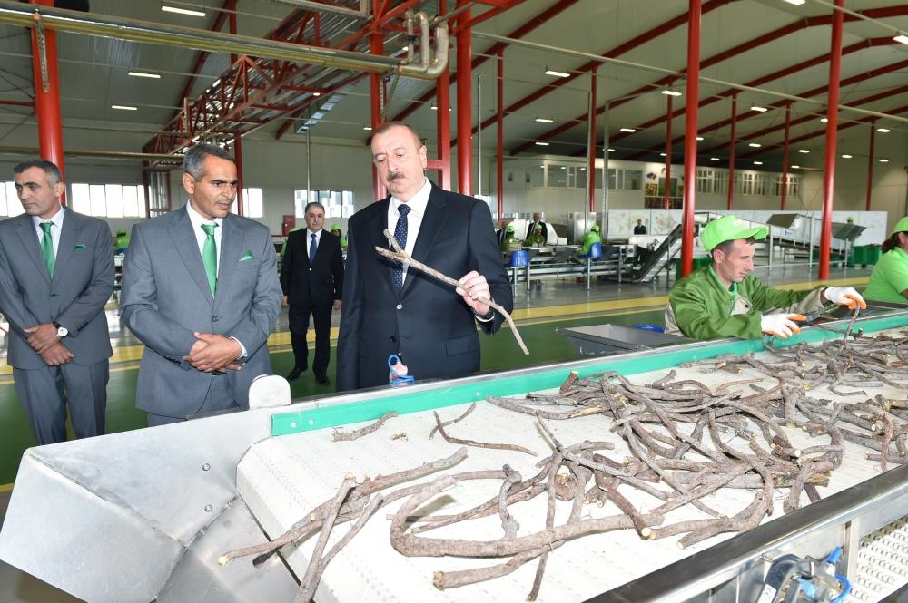 Президент Ильхам Алиев принял участие в открытии Солодкового  промышленного парка в Агдаше (ФОТО)