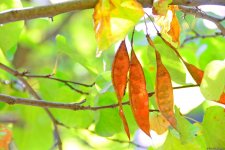 Природа прекрасна круглый год, но осенью - великолепна (Фоторепортаж)