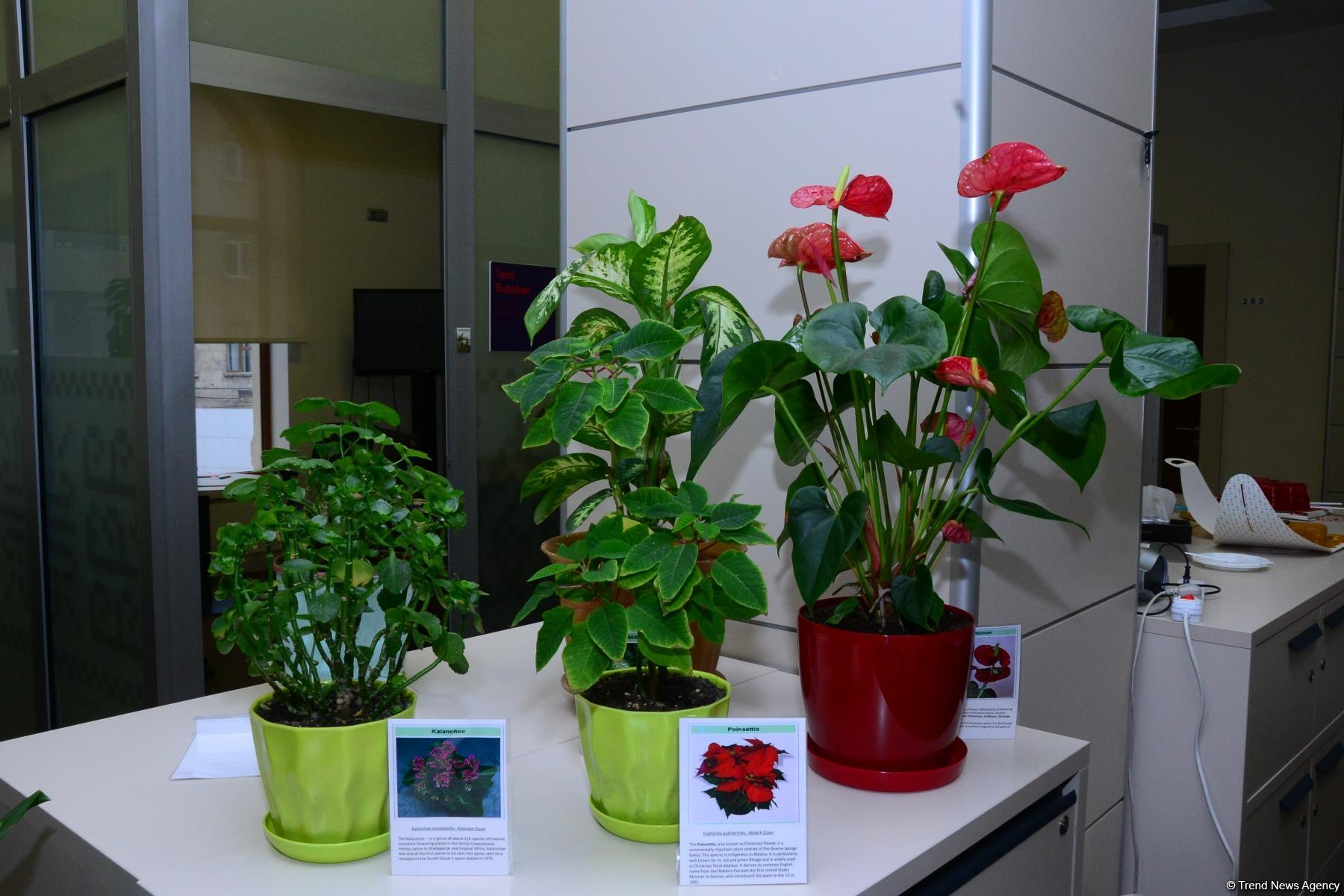 Строительно-монтажные работы для Гран-При Азербайджана Формулы 1 в Баку  начнутся в марте (ФОТО)