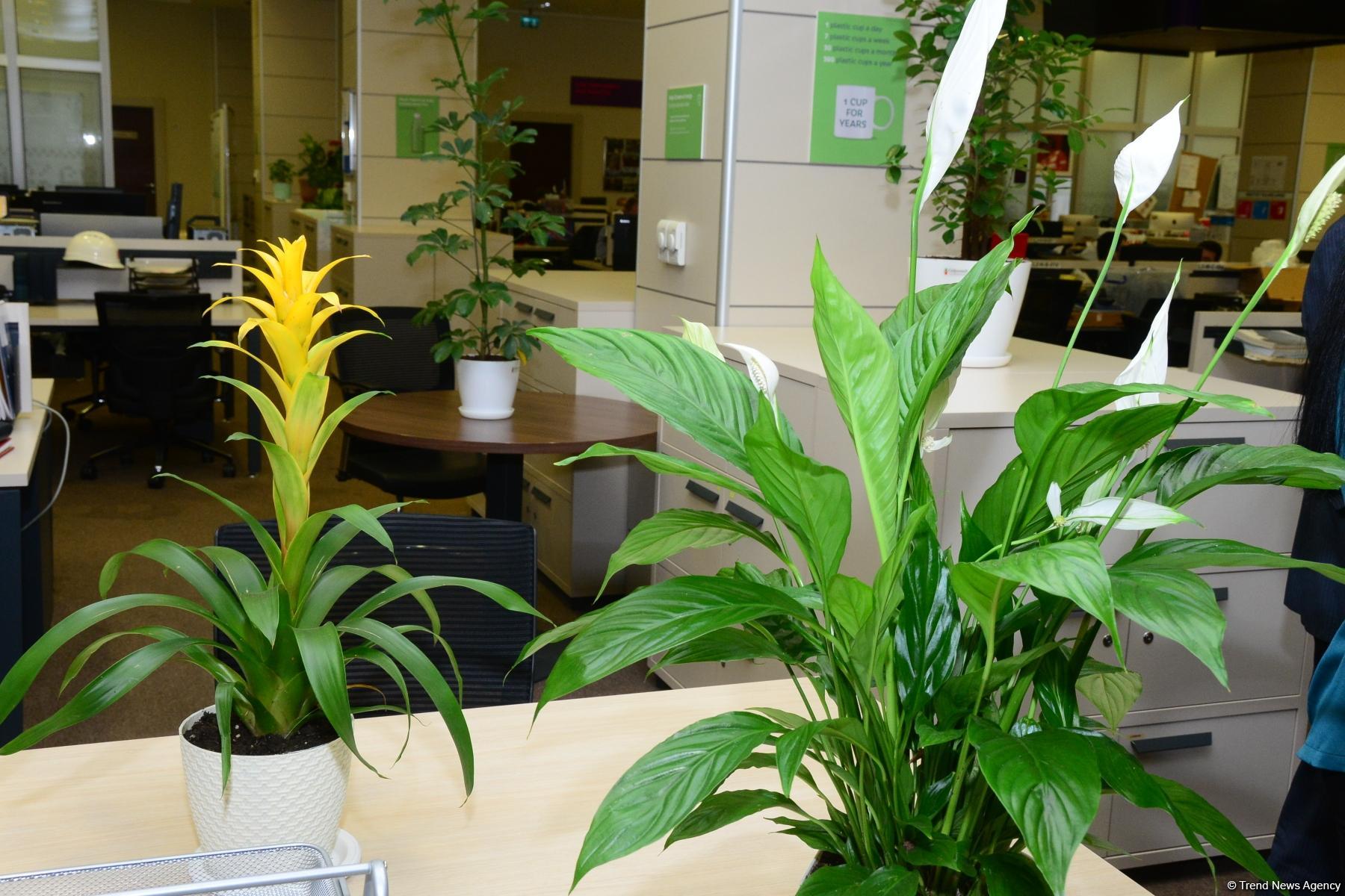 Строительно-монтажные работы для Гран-При Азербайджана Формулы 1 в Баку  начнутся в марте (ФОТО)