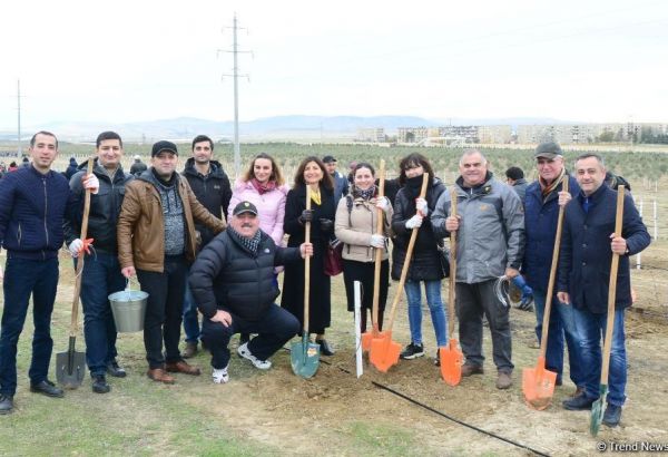 Сотрудники Trend.az, Day.az, Milli.az и Azernews.az приняли участие в акции по посадке деревьев в честь 650-летия Насими - (ФОТО/ВИДЕО)