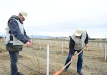 Праздник в Мушфигабаде - акция по посадке 650 тыс. деревьев, концертная программа, знаменитости (ФОТО)