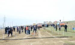 Праздник в Мушфигабаде - акция по посадке 650 тыс. деревьев, концертная программа, знаменитости (ФОТО)