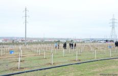 Праздник в Мушфигабаде - акция по посадке 650 тыс. деревьев, концертная программа, знаменитости (ФОТО)