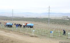 Праздник в Мушфигабаде - акция по посадке 650 тыс. деревьев, концертная программа, знаменитости (ФОТО)