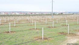 Праздник в Мушфигабаде - акция по посадке 650 тыс. деревьев, концертная программа, знаменитости (ФОТО)