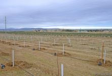 Праздник в Мушфигабаде - акция по посадке 650 тыс. деревьев, концертная программа, знаменитости (ФОТО)