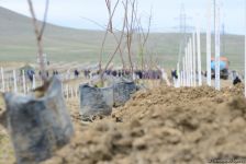 Праздник в Мушфигабаде - акция по посадке 650 тыс. деревьев, концертная программа, знаменитости (ФОТО)