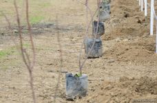 Праздник в Мушфигабаде - акция по посадке 650 тыс. деревьев, концертная программа, знаменитости (ФОТО)