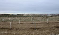 Праздник в Мушфигабаде - акция по посадке 650 тыс. деревьев, концертная программа, знаменитости (ФОТО)