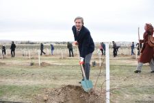 Праздник в Мушфигабаде - акция по посадке 650 тыс. деревьев, концертная программа, знаменитости (ФОТО)