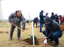 Сотрудники Trend.az, Day.az, Milli.az и Azernews.az приняли участие в акции по посадке деревьев в честь 650-летия Насими - (ФОТО/ВИДЕО)
