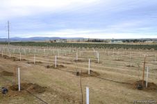 Сотрудники Trend.az, Day.az, Milli.az и Azernews.az приняли участие в акции по посадке деревьев в честь 650-летия Насими - (ФОТО/ВИДЕО)