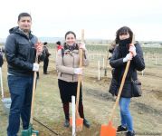 Сотрудники Trend.az, Day.az, Milli.az и Azernews.az приняли участие в акции по посадке деревьев в честь 650-летия Насими - (ФОТО/ВИДЕО)