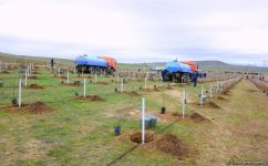 Сотрудники Trend.az, Day.az, Milli.az и Azernews.az приняли участие в акции по посадке деревьев в честь 650-летия Насими - (ФОТО/ВИДЕО)