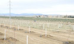 Сотрудники Trend.az, Day.az, Milli.az и Azernews.az приняли участие в акции по посадке деревьев в честь 650-летия Насими - (ФОТО/ВИДЕО)