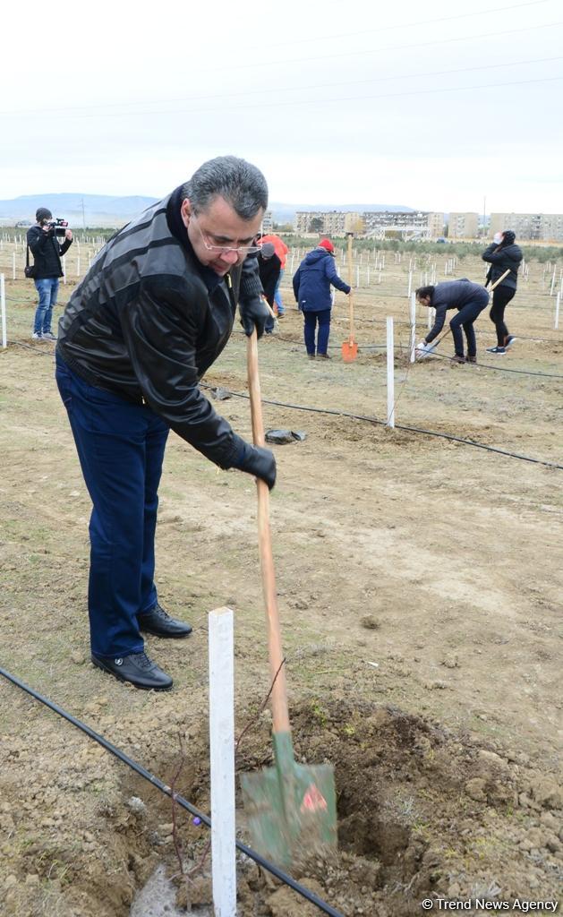 Праздник в Мушфигабаде - акция по посадке 650 тыс. деревьев, концертная программа, знаменитости (ФОТО)