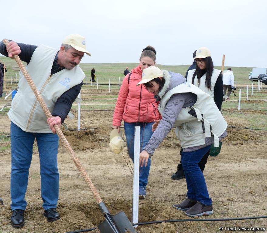 Праздник в Мушфигабаде - акция по посадке 650 тыс. деревьев, концертная программа, знаменитости (ФОТО)