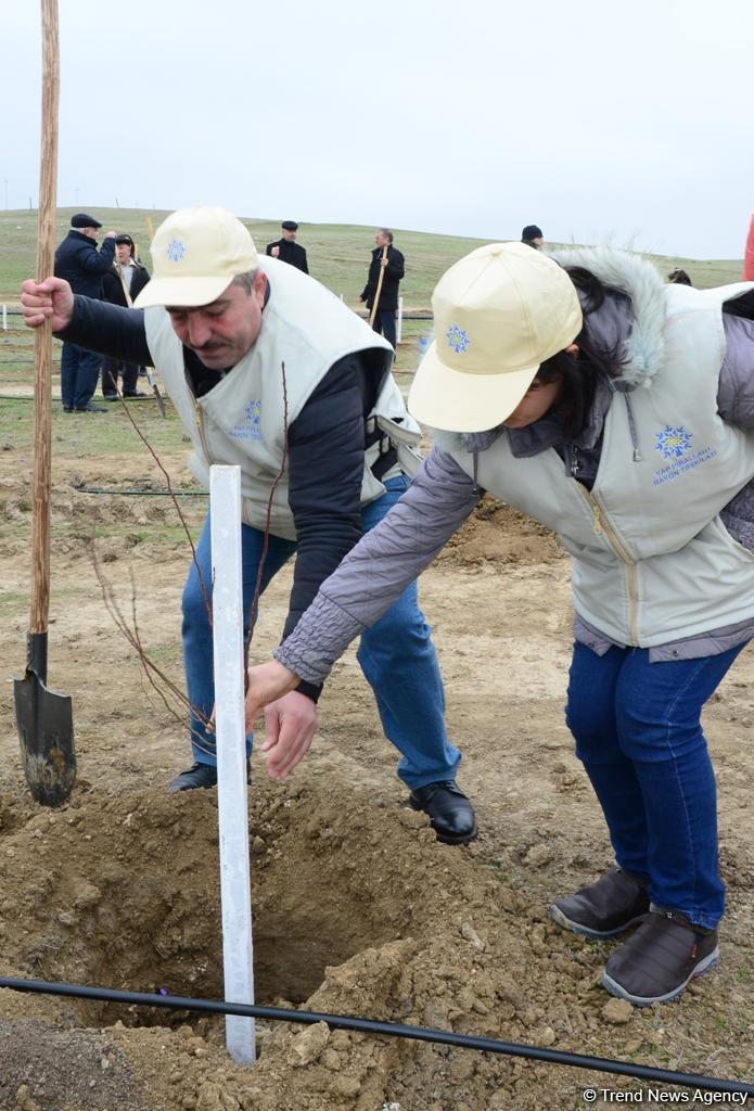 Праздник в Мушфигабаде - акция по посадке 650 тыс. деревьев, концертная программа, знаменитости (ФОТО)