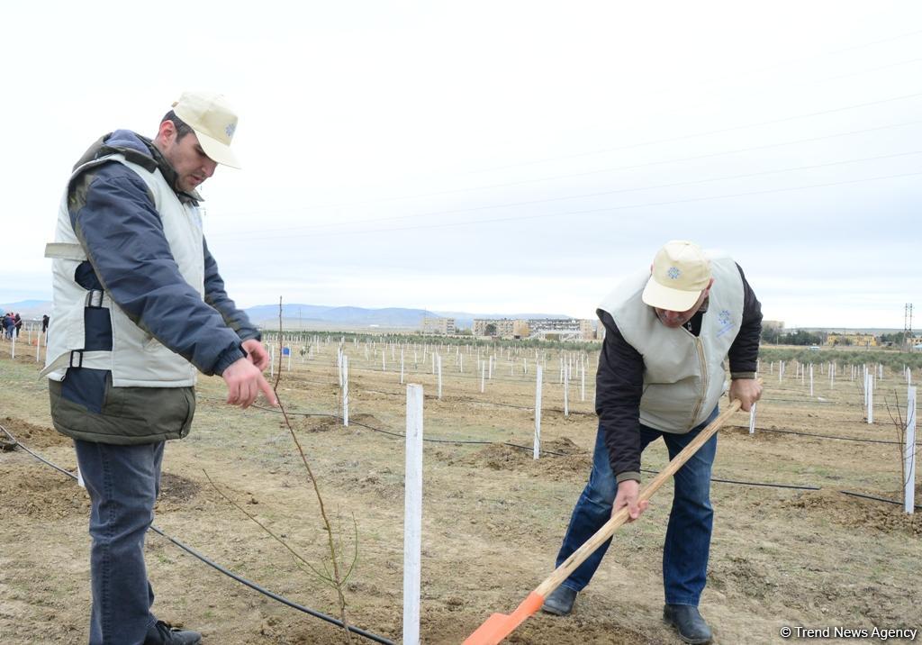 Праздник в Мушфигабаде - акция по посадке 650 тыс. деревьев, концертная программа, знаменитости (ФОТО)