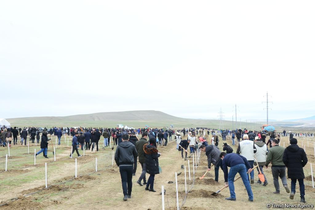 Праздник в Мушфигабаде - акция по посадке 650 тыс. деревьев, концертная программа, знаменитости (ФОТО)