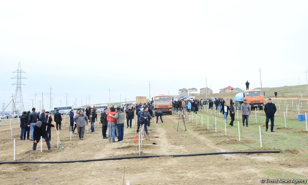 Праздник в Мушфигабаде - акция по посадке 650 тыс. деревьев, концертная программа, знаменитости (ФОТО)