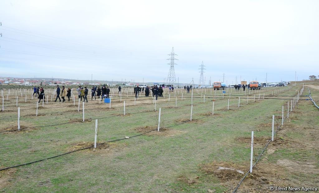 Праздник в Мушфигабаде - акция по посадке 650 тыс. деревьев, концертная программа, знаменитости (ФОТО)