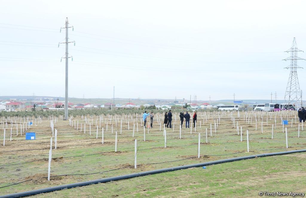 Праздник в Мушфигабаде - акция по посадке 650 тыс. деревьев, концертная программа, знаменитости (ФОТО)