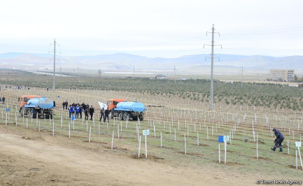 Праздник в Мушфигабаде - акция по посадке 650 тыс. деревьев, концертная программа, знаменитости (ФОТО)