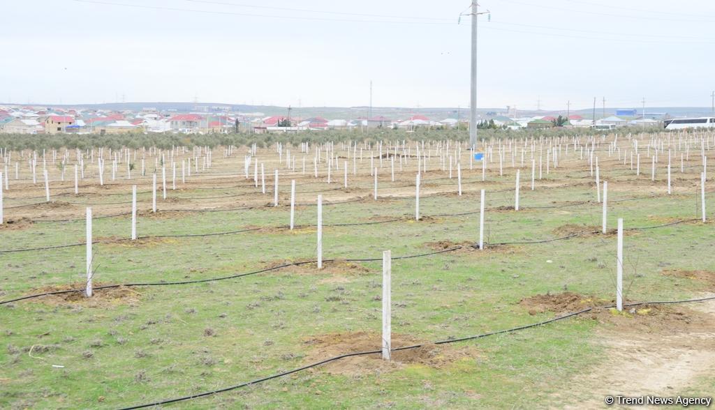 Праздник в Мушфигабаде - акция по посадке 650 тыс. деревьев, концертная программа, знаменитости (ФОТО)