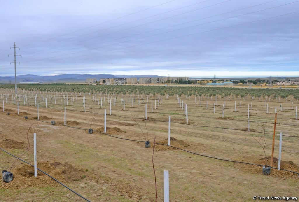 Праздник в Мушфигабаде - акция по посадке 650 тыс. деревьев, концертная программа, знаменитости (ФОТО)