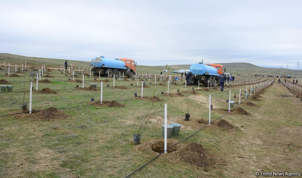 Праздник в Мушфигабаде - акция по посадке 650 тыс. деревьев, концертная программа, знаменитости (ФОТО)