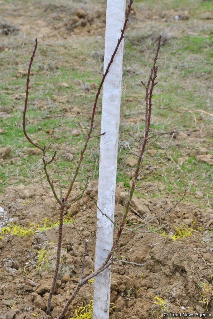 Праздник в Мушфигабаде - акция по посадке 650 тыс. деревьев, концертная программа, знаменитости (ФОТО)