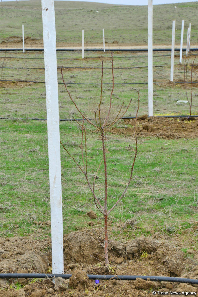 Праздник в Мушфигабаде - акция по посадке 650 тыс. деревьев, концертная программа, знаменитости (ФОТО)