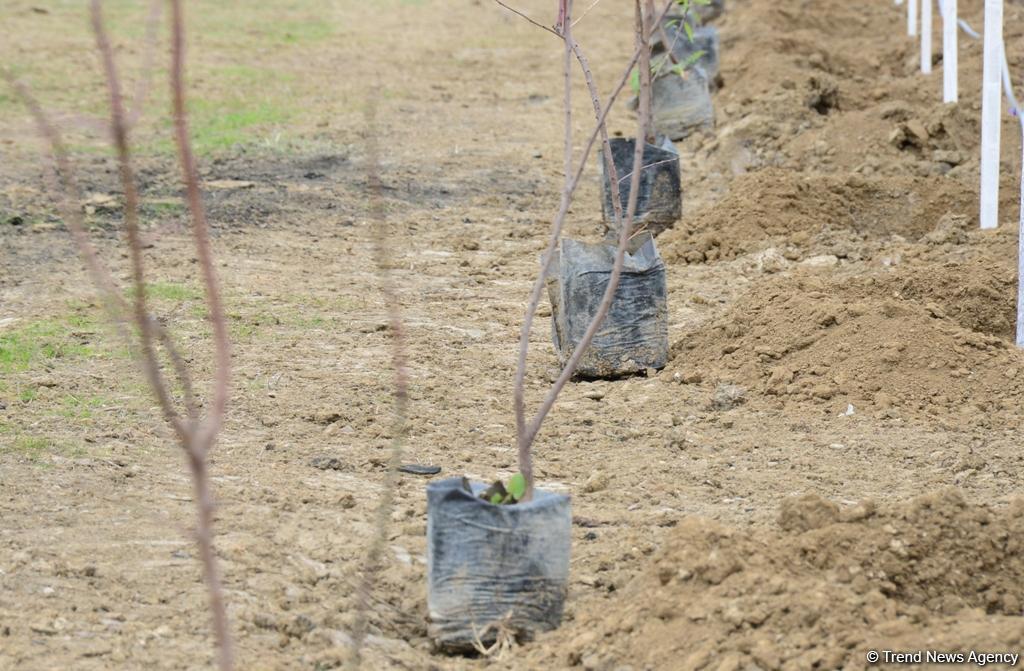 Праздник в Мушфигабаде - акция по посадке 650 тыс. деревьев, концертная программа, знаменитости (ФОТО)
