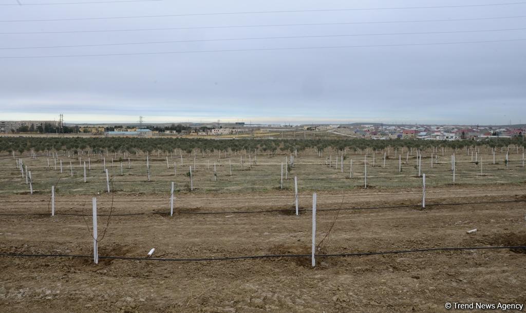 Праздник в Мушфигабаде - акция по посадке 650 тыс. деревьев, концертная программа, знаменитости (ФОТО)