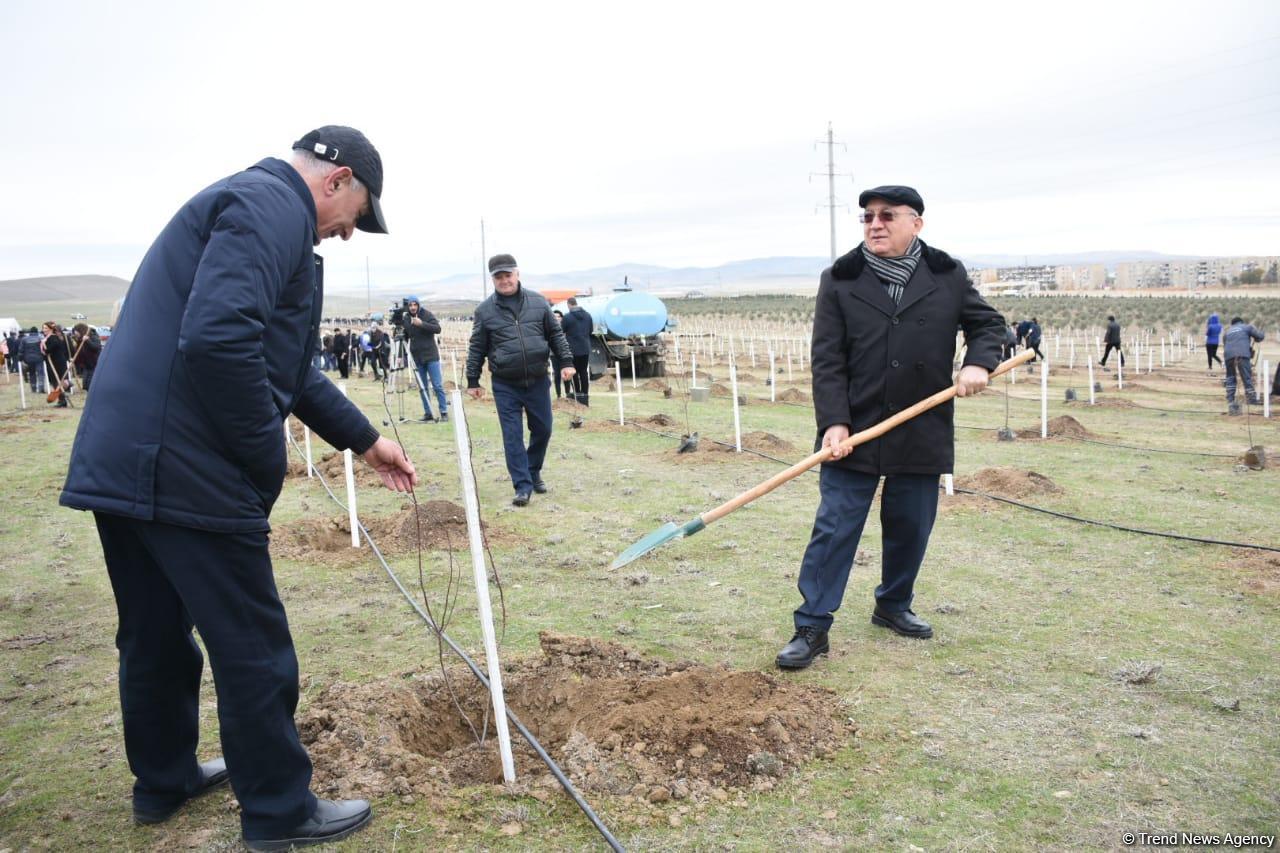Праздник в Мушфигабаде - акция по посадке 650 тыс. деревьев, концертная программа, знаменитости (ФОТО)