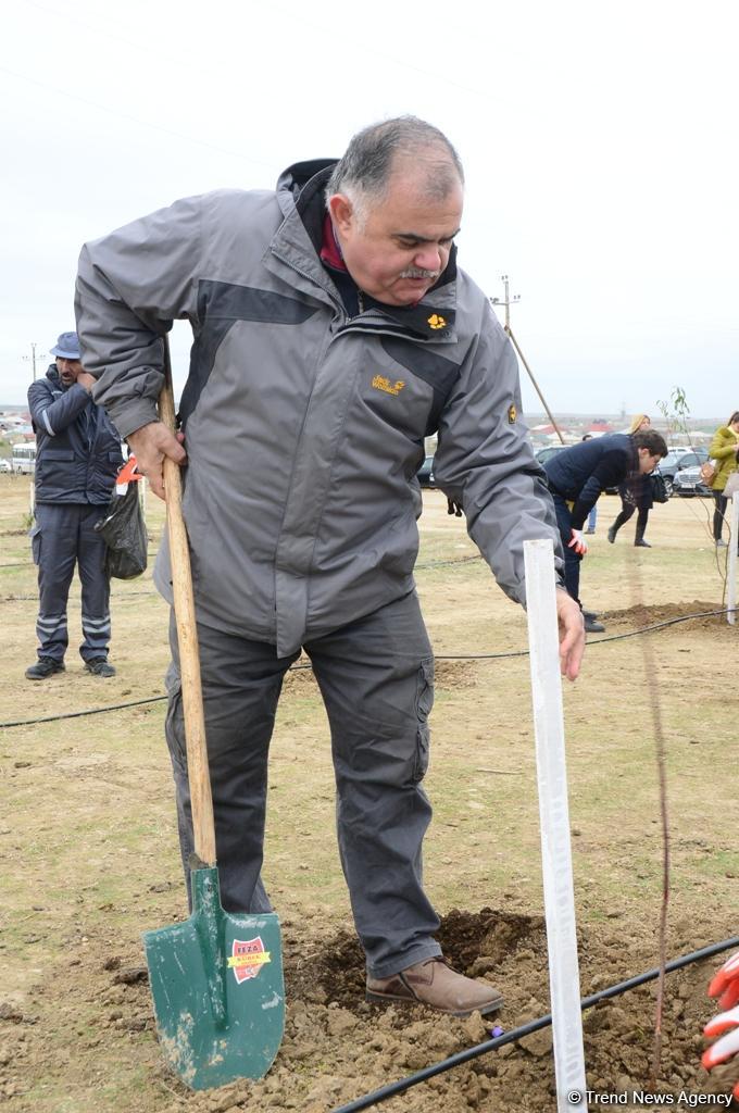 Сотрудники Trend.az, Day.az, Milli.az и Azernews.az приняли участие в акции по посадке деревьев в честь 650-летия Насими - (ФОТО/ВИДЕО)
