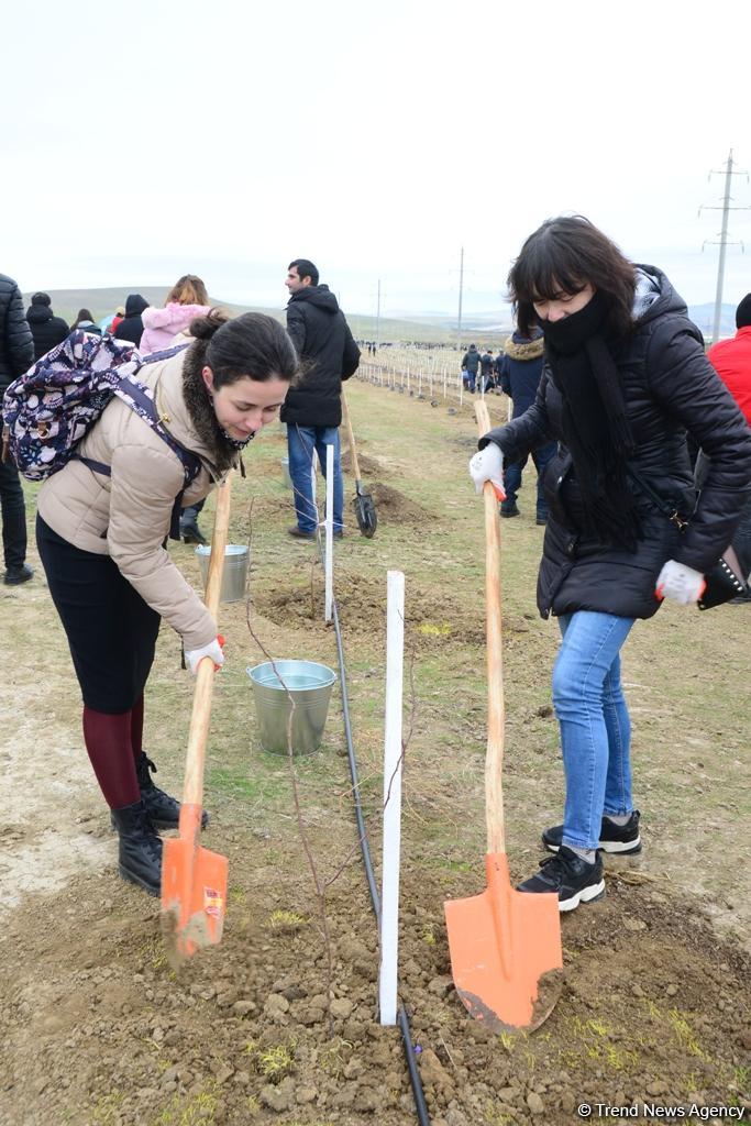 Сотрудники Trend.az, Day.az, Milli.az и Azernews.az приняли участие в акции по посадке деревьев в честь 650-летия Насими - (ФОТО/ВИДЕО)