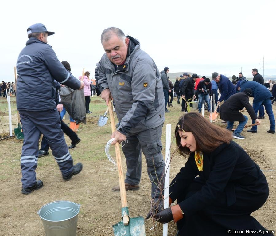 Сотрудники Trend.az, Day.az, Milli.az и Azernews.az приняли участие в акции по посадке деревьев в честь 650-летия Насими - (ФОТО/ВИДЕО)