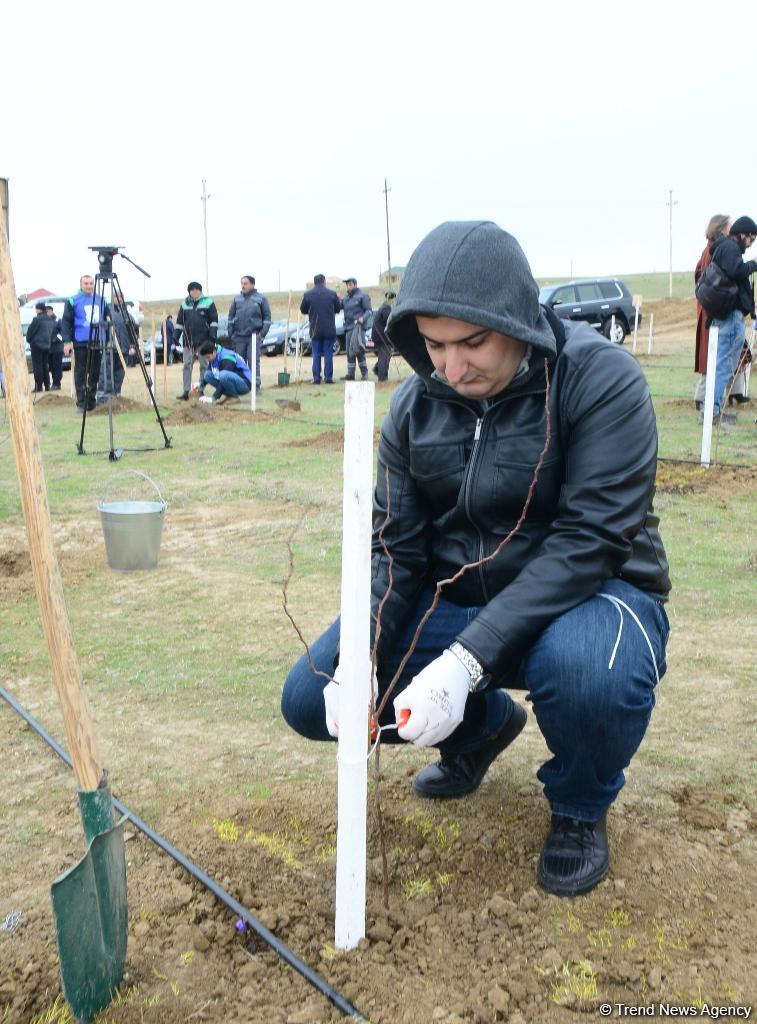 Сотрудники Trend.az, Day.az, Milli.az и Azernews.az приняли участие в акции по посадке деревьев в честь 650-летия Насими - (ФОТО/ВИДЕО)