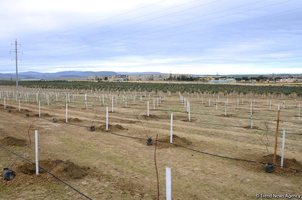 Сотрудники Trend.az, Day.az, Milli.az и Azernews.az приняли участие в акции по посадке деревьев в честь 650-летия Насими - (ФОТО/ВИДЕО)