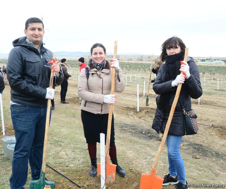 Сотрудники Trend.az, Day.az, Milli.az и Azernews.az приняли участие в акции по посадке деревьев в честь 650-летия Насими - (ФОТО/ВИДЕО)