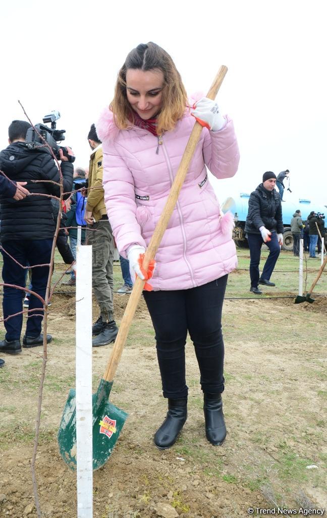 Сотрудники Trend.az, Day.az, Milli.az и Azernews.az приняли участие в акции по посадке деревьев в честь 650-летия Насими - (ФОТО/ВИДЕО)